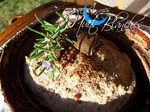 TERRINE_POULET18