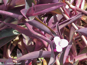 9112_Tradescantia_rouge