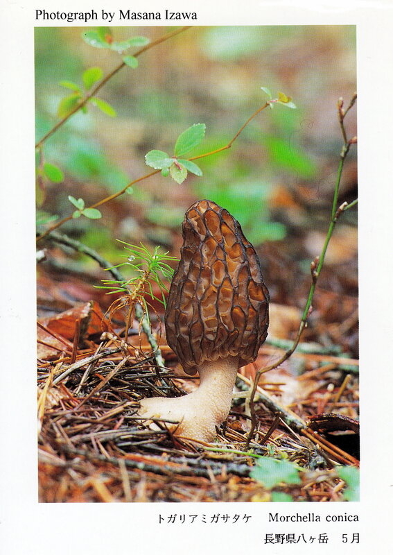 Morchella_conica_Izawa