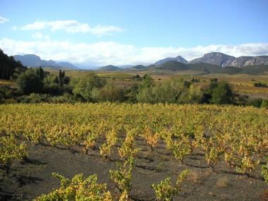 mont-vineyards
