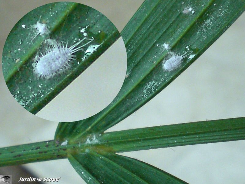 Cochenille farineuse