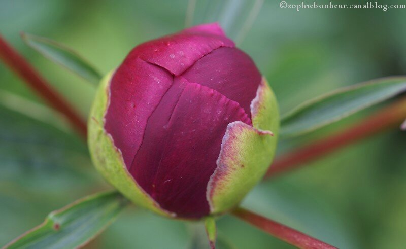 fin mai pivoine