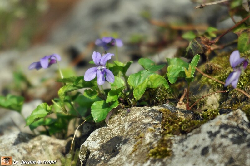 Violette odorante • Viola odorata
