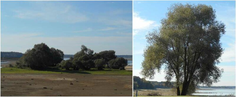 arbres der