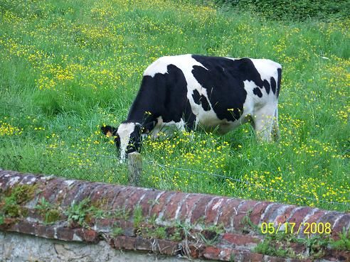 vaches_005