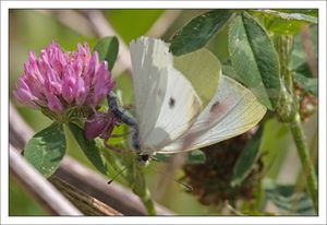 Torfou_thomise_rose_papill_blan_GP_6_060610