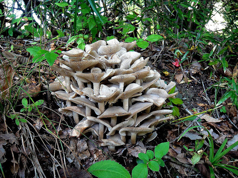Lyophyllum fumosum