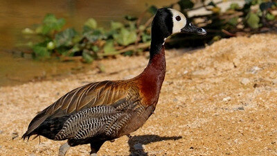 canard siffleur