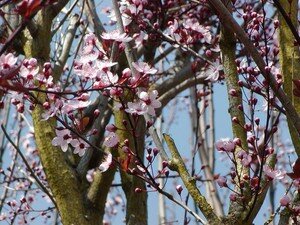 Prunus