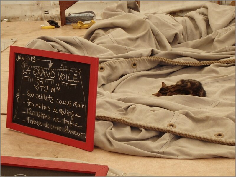 Hermione mats voile chat