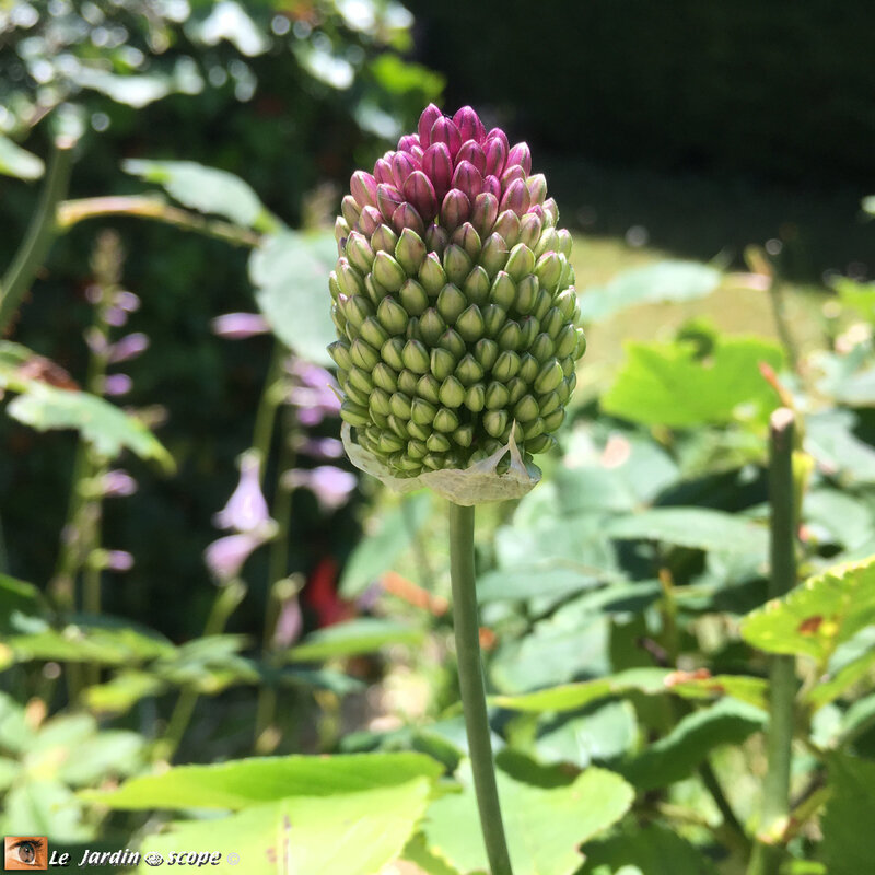 Allium-Sphaerocephalum-1
