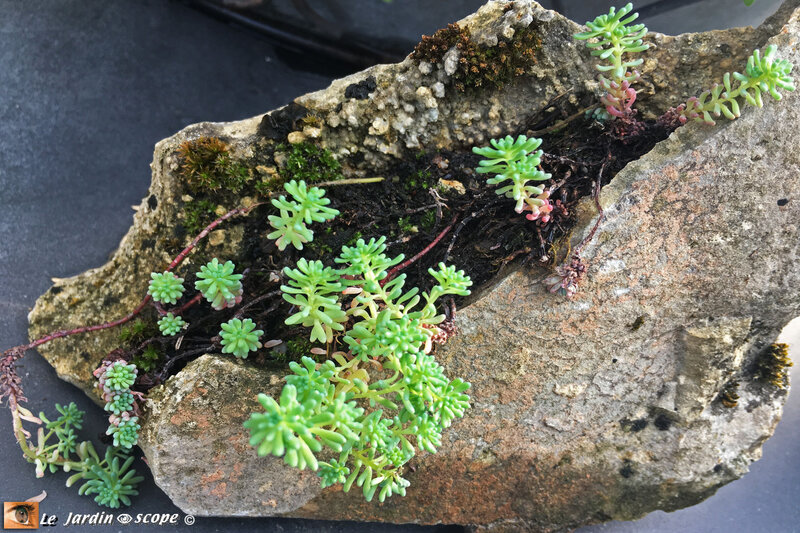 Sedums