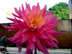 Dahlia_Napoli