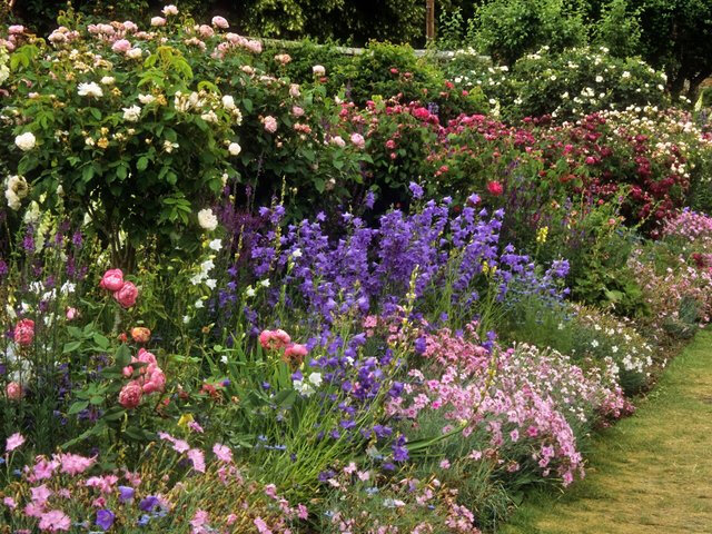 jardin-roses-abbaye-mottisfont