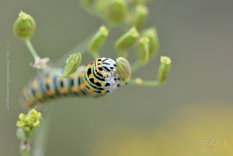 Papilio machaon - stade 5