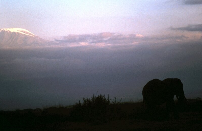 amboseli elephant kili gg