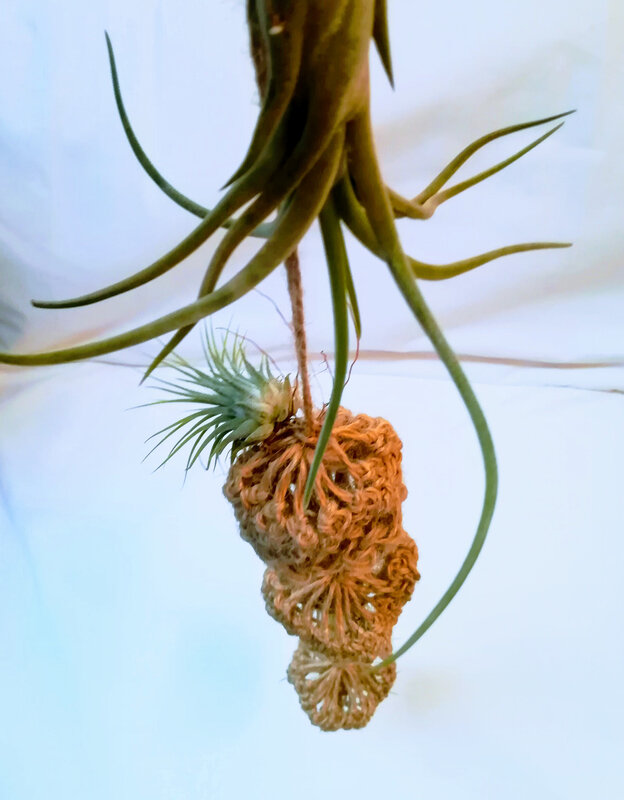 3 - cascade de 1mètre avec 4 tillandsias