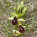 <b>Ophrys</b> petite araignée 