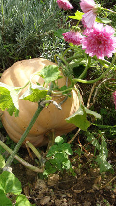courge_atlantic_giant