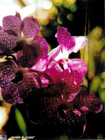 orchidee_mauve_mouchete