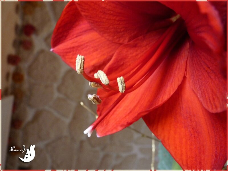 Amaryllis 3