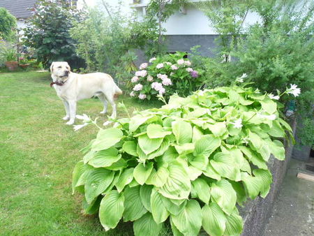 hosta_avec_djaga