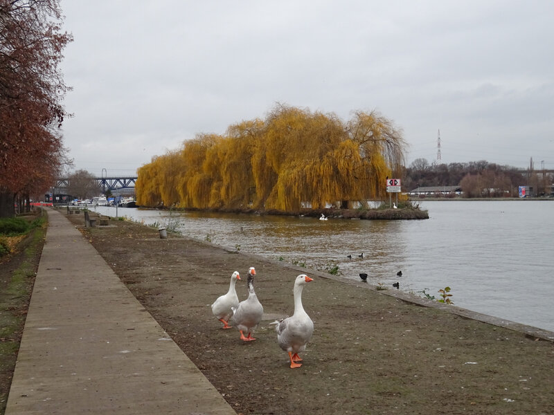 a_DSC05222