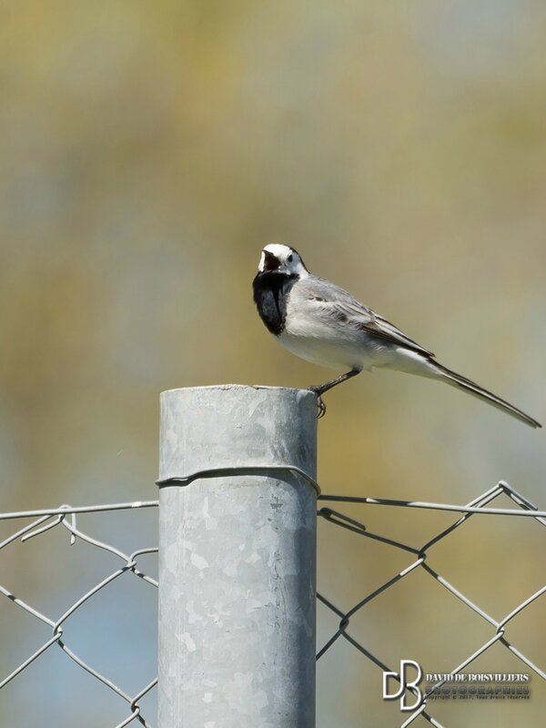 Bergeronnette Grise (Motacilla Alba)
