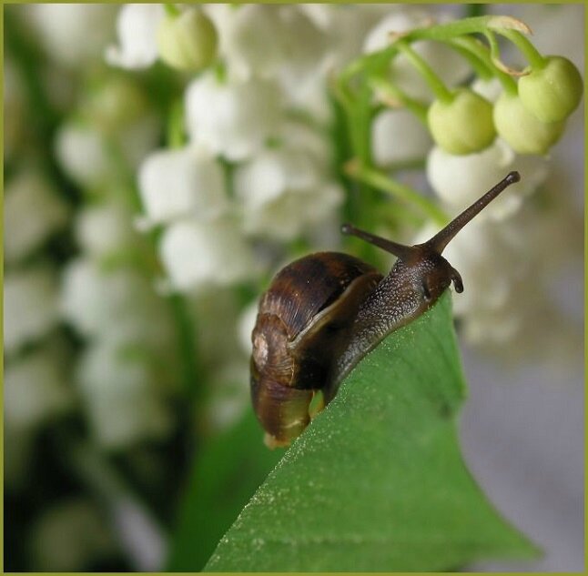 escargot muguet