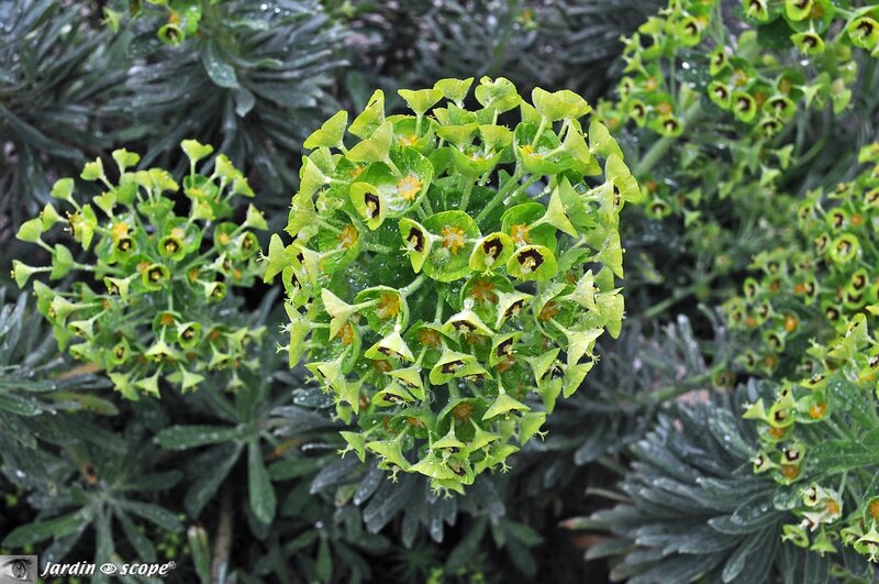 Euphorbe de Corse • Euphorbia characias