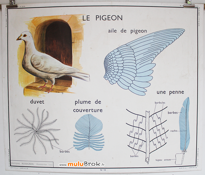 Affiche-Rossignol-1-LE-PIGEON-muluBrok
