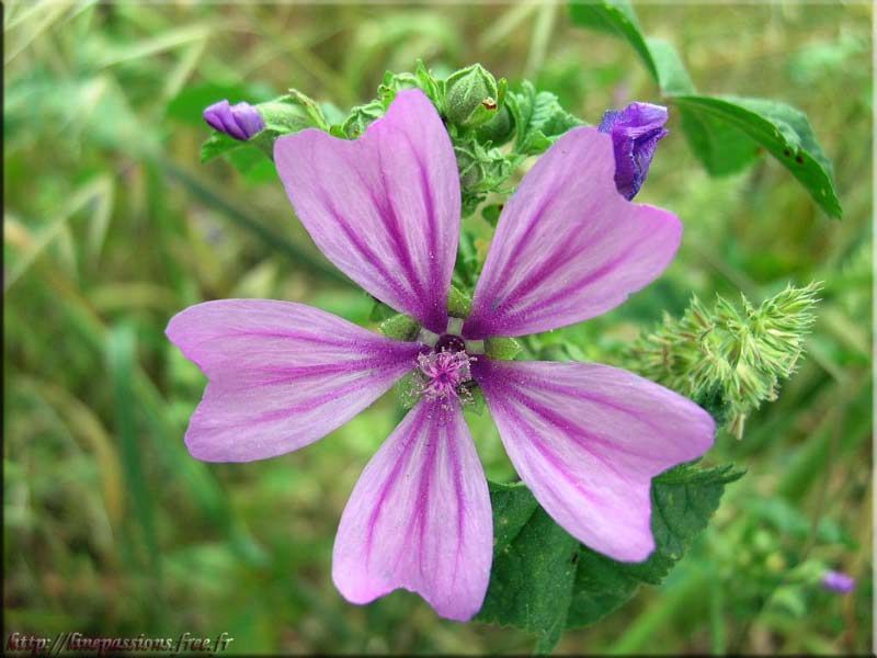 la mauve Les Récoltes Sauvages de Virginie