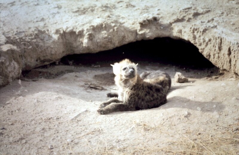 amboseli hyene b