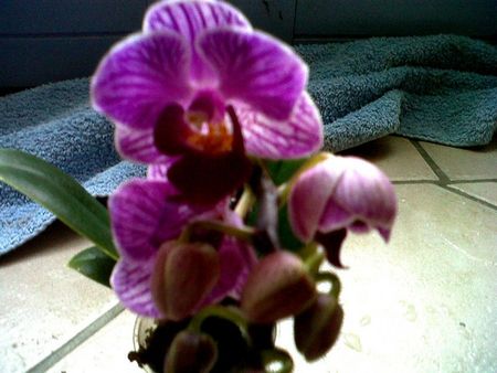 Mini_phalaenopsis_little_lady__2_