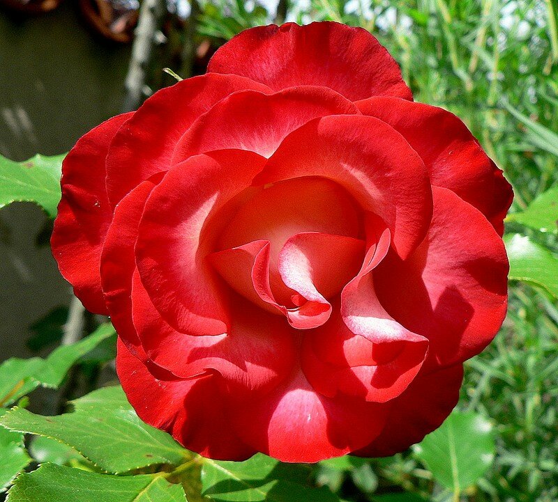 rose Régine Crespin