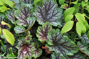 Heuchera-x-Beauty-Color
