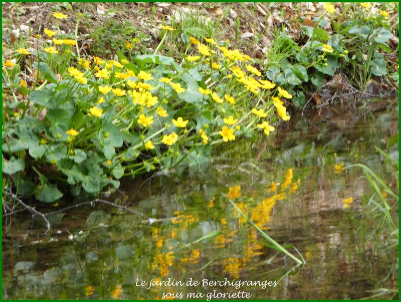 bouton d'or1