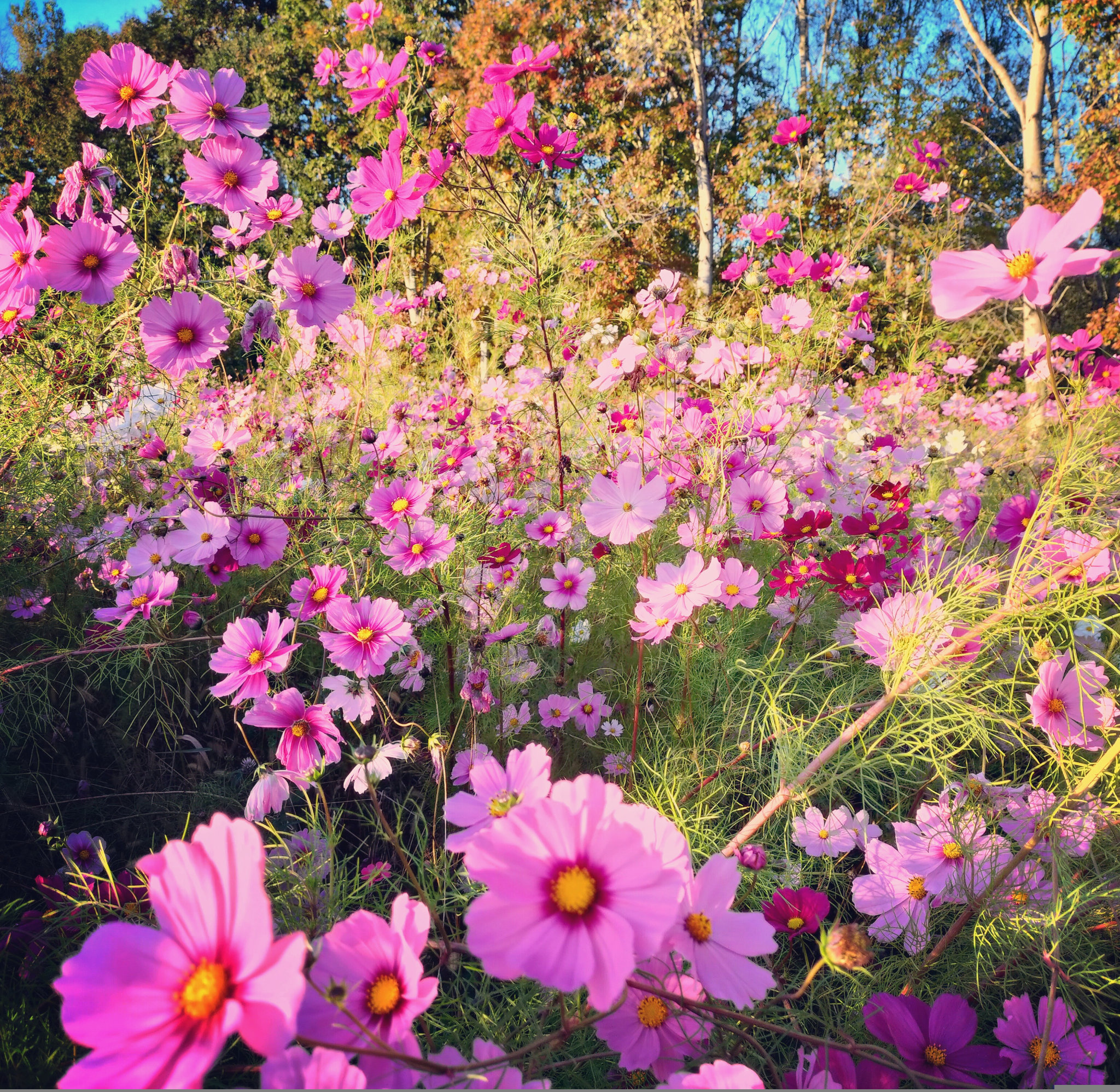 Viellenave-de-Navarrenx, fleurs, insta (64)
