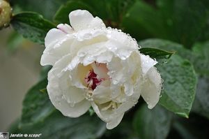 Paeonia-lactiflora-festiva-maxima