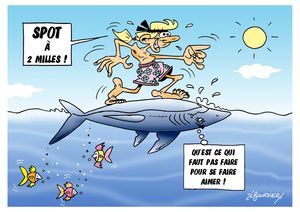 requin surf047