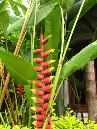 Heliconia rostrata