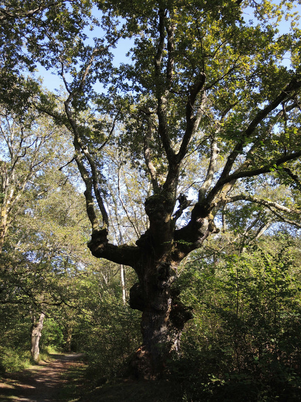 Ainhoa, arbres et sentier