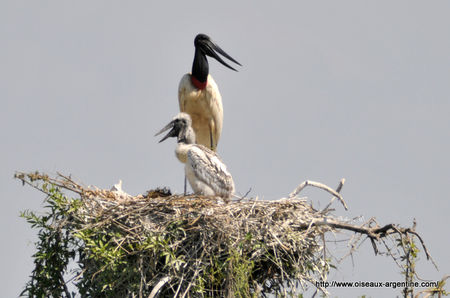 Jabiru