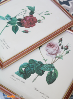 ROSES-REDOUTÉ-5-muluBrok