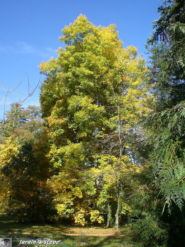 Caryer blanc • Carya ovata • Juglandaceae