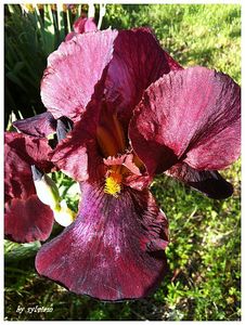 iris mauve gros plan lac audry