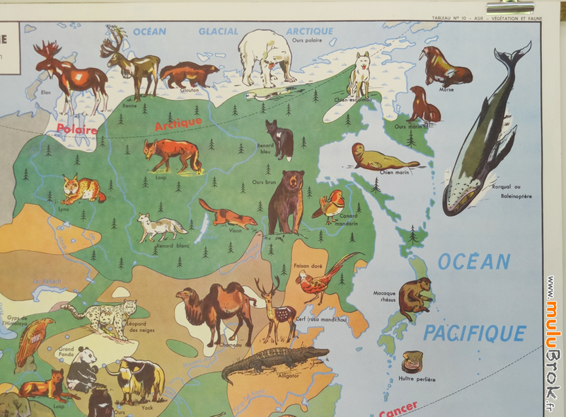 CARTE-L'ASIE-végétation-faune-3-muluBrok-Vintage