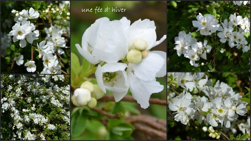 EXOCHORDA MACRANTHA the bride2