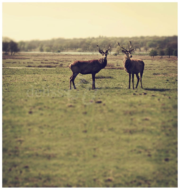 Cerfs_small