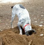 dig